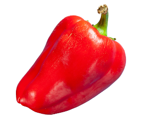 Red Savina Habanero Peppers, fresh