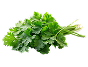 Cilantro